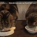 キャプチャ