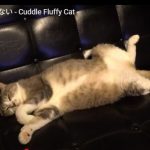 キャプチャ