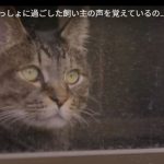 キャプチャ