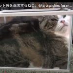 キャプチャ