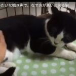 キャプチャ