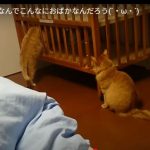 キャプチャ
