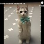 キャプチャ