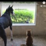 キャプチャ