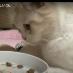 キャプチャ