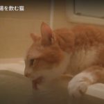 キャプチャ