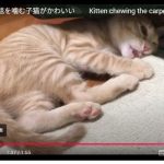 キャプチャ