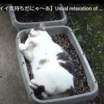 キャプチャ