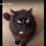 キャプチャ