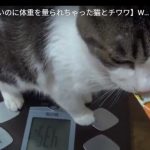 キャプチャ