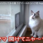 キャプチャ