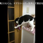 キャプチャ