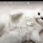 キャプチャ