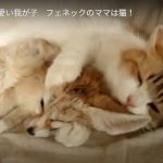 キャプチャ