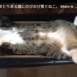 キャプチャ