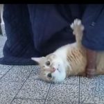 キャプチャ