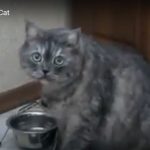 キャプチャ