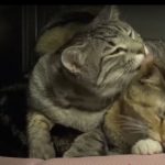 キャプチャ