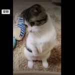 キャプチャ