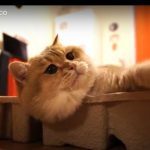 キャプチャ