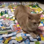 キャプチャ