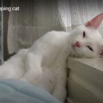 キャプチャ