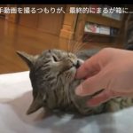 キャプチャ