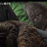 キャプチャ