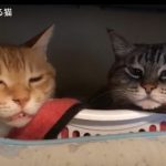 キャプチャ