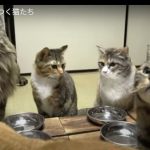 キャプチャ