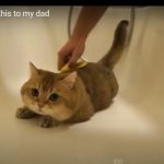 キャプチャ