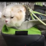 キャプチャ