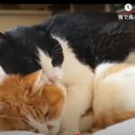 キャプチャ