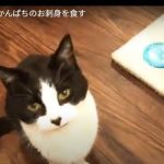 キャプチャ