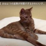 キャプチャ