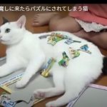 キャプチャ