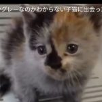 キャプチャ