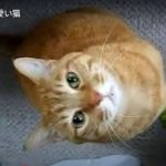 キャプチャ