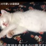 キャプチャ