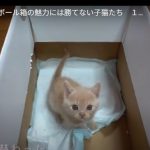 キャプチャ