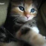 キャプチャ