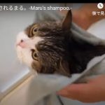 キャプチャ