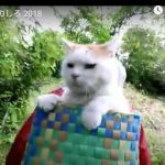 キャプチャ
