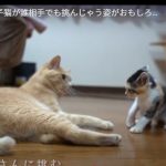 キャプチャ
