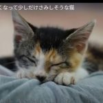 キャプチャ