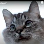 キャプチャ
