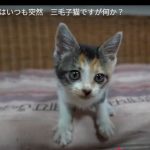 キャプチャ