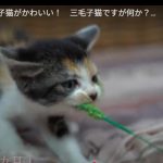 キャプチャ