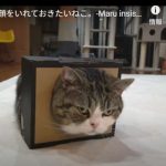 キャプチャ