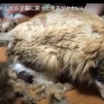 キャプチャ